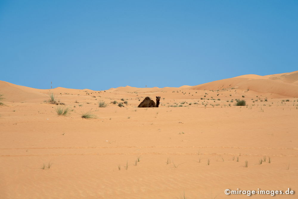 Camel
Al Ain
Schlüsselwörter: animals1