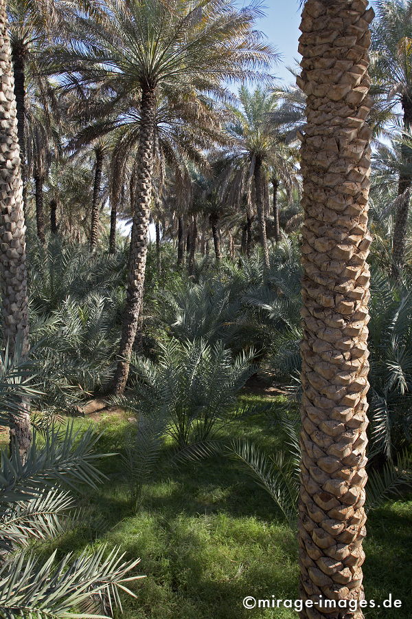 Oasis
Al Ain
Schlüsselwörter: Natur, Tradition, Schutz, Hitze, Tourismus, Wüste, Ruhe, grün, Reise, Fruchtbarkeit, Abenteuer, Exotik, Reiseziel, Mittlerer Osten, Wasser, Palmen, Oase, trees1