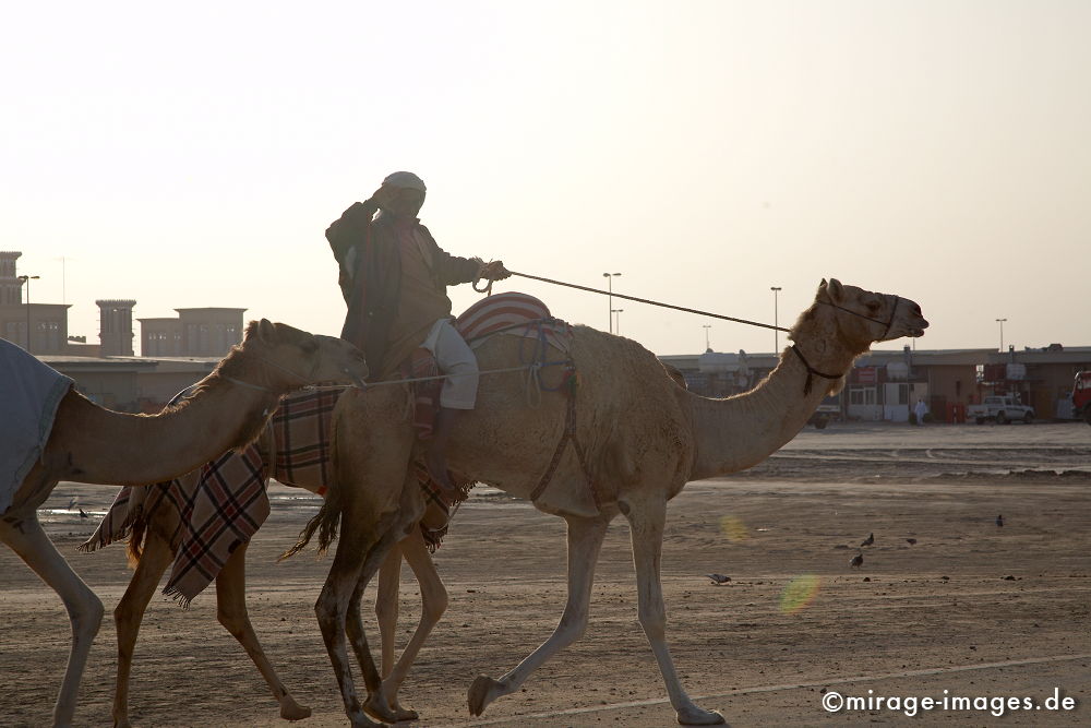 Kamelreiter
Schlüsselwörter: Reiseziel, Mittlerer Osten, Dromedar, Scheichtum, Rennen, Tradition, Verkehr, Tourismus, Reise, Abenteuer, Exotik, Wüste, Freizeit, Reiter, Sport, Kamelrennen, Tiere, Mann, Mensch,