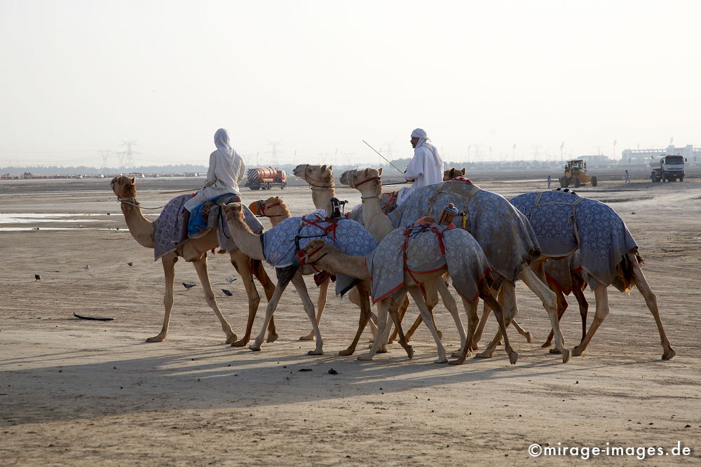 kleine Karawane
Schlüsselwörter: Dromedar, Rennen, Tradition, Verkehr, Reise, Abenteuer, Freizeit, Reiter, Sport, Hochhäuser, Kamelrennen, Tiere, Mann, Mensch, Erfolg, Architektur, Zukunft, Baustelle, grenzenlos,