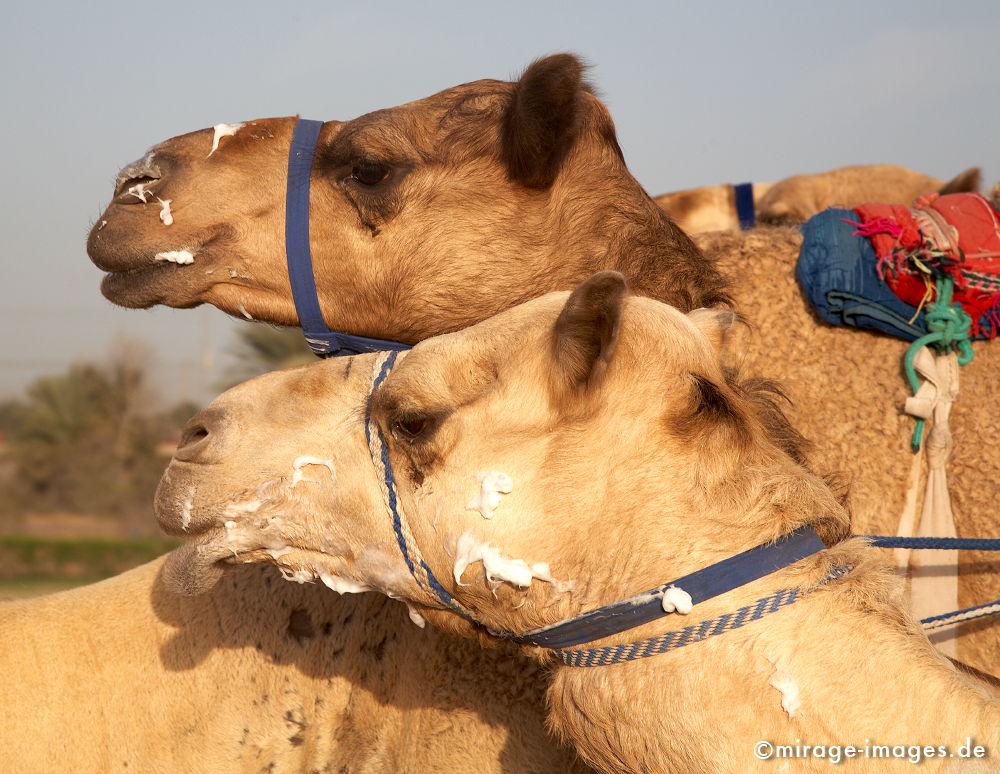 Camel Race
Schlüsselwörter: Dromedar, Rennen, Tradition, Verkehr, Reise, Abenteuer, Freizeit, Reiter, Sport, Hochhäuser, Kamelrennen, Tiere, Mann, Mensch, Erfolg, Architektur, Zukunft, Baustelle, grenzenlos,