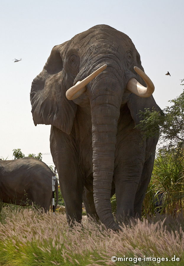 Elefant
Dubailand
Schlüsselwörter: animals1, absurd, Attrappe, Beton, bizarr, deplaziert, Freude, Intelligenz, imitation, Kitsch, Kontrast, kontrastreich, künstlich, Kuriosität, Metapher, Nachbildung, Park, Platz, Raum, Säugetier, Skulptur, skurril, spielen, Symbol, Tiere,