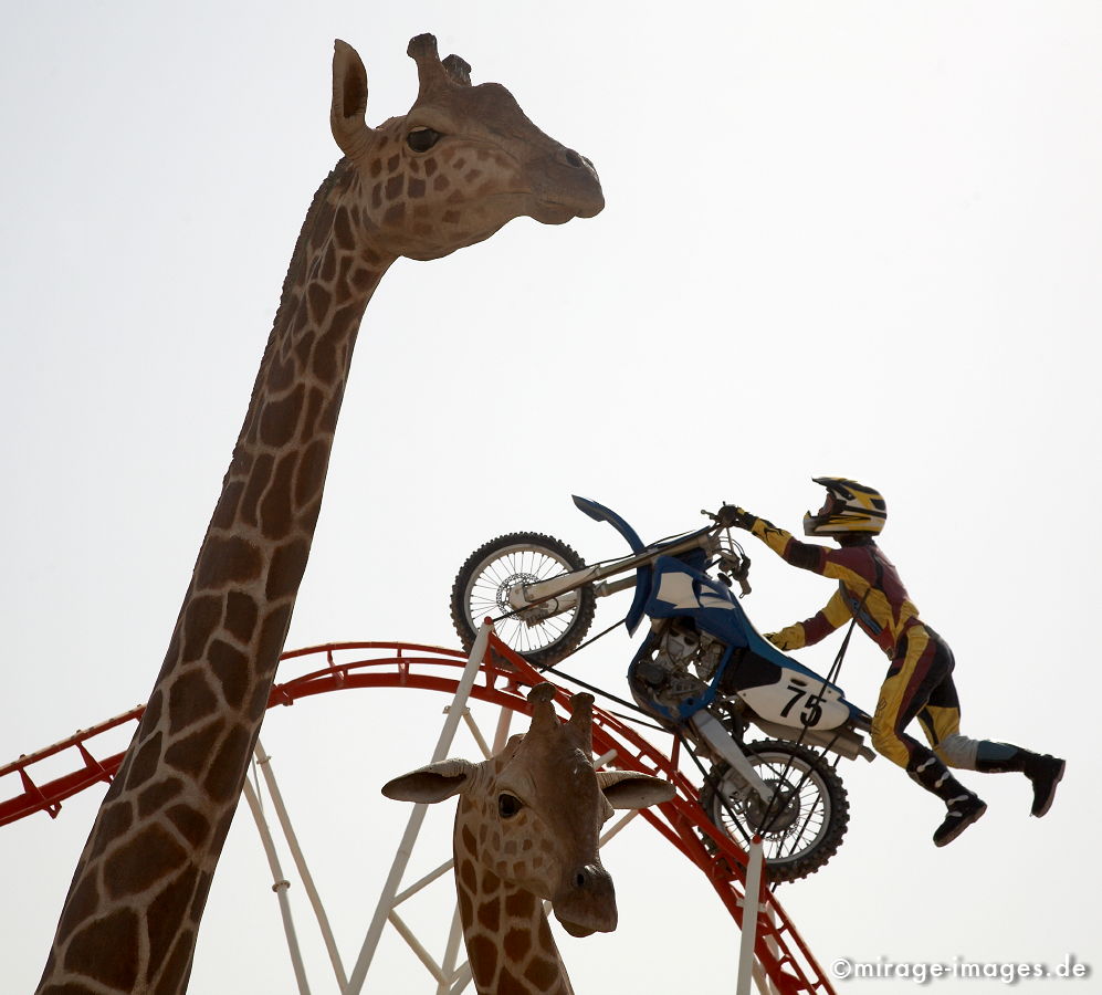 Giraffen
Dubailand
Schlüsselwörter: animals1, absurd, Attrappe, Beton, bizarr, deplaziert, Freude, Kontrast, kontrastreich, künstlich, Kuriosität, Motorrad, Nachbildung,z, imitation, Kitsc Park, Platz, Raum, Säugetier, Skulptur, skurril, spielen, Symbol, Tiere,