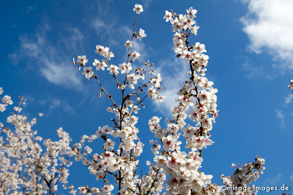 Kirschblüte
