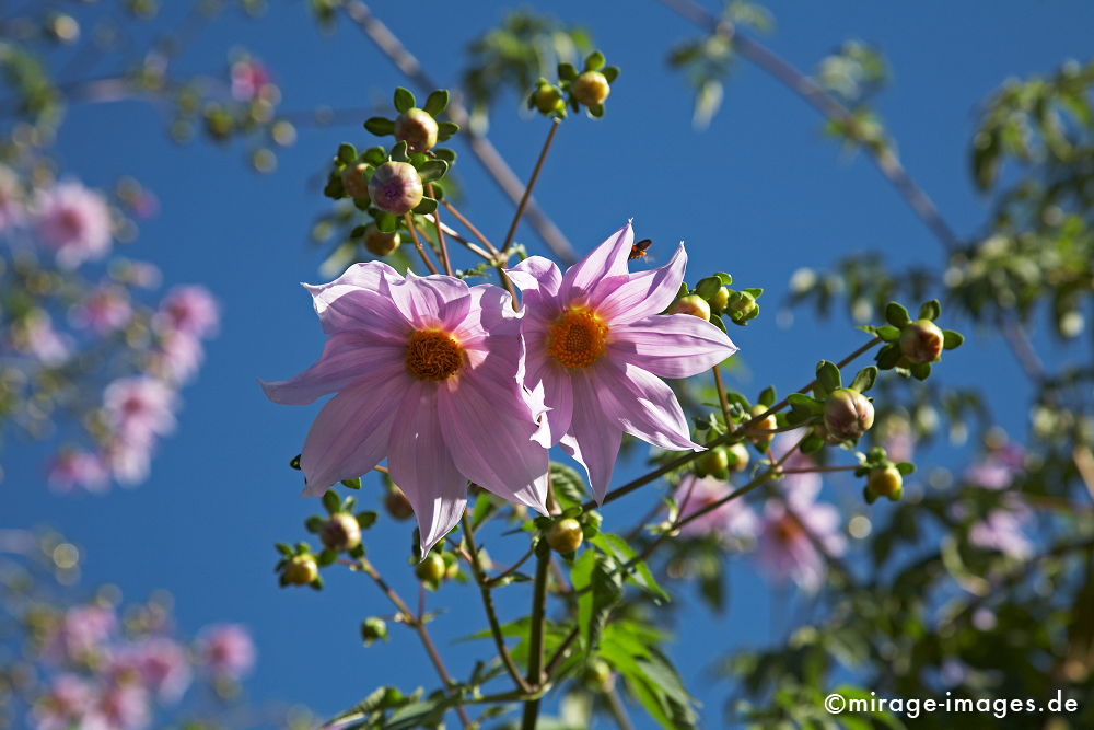 Blüten
Madagaskar
