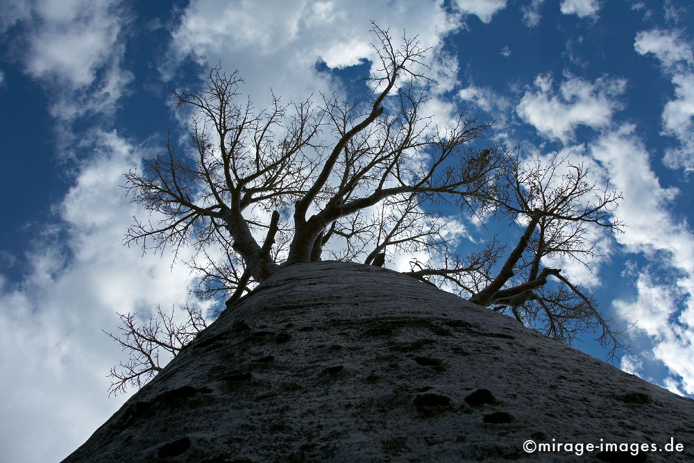 Baobab
Toliara
Schlüsselwörter: trees1, Liebe, Liebende, alt, Symbol, uralt, Natur, endemisch, Sehenswürdigkeit, Tourismus, Tourist, Urwald, Magie, magic, Geheimnis, selten, Naturwunder, Zärtlichkeit, Festigkeit, Wildnis, Berührung, Alter, Himmel, wachsen, Wachstum, altern, majestät