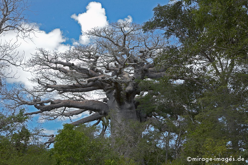 Baobab
Toliara
Schlüsselwörter: trees1, alt, Symbol, uralt, Natur, endemisch, Sehenswürdigkeit, Tourismus, Tourist, Urwald, Magie, magic, Geheimnis, selten, Festigkeit, Wildnis, Alter, Himmel, wachsen, Wachstum, altern, majestätisch, Baum, Bäume, Wasserspeicher, Zeit, Affenbrotbaum,