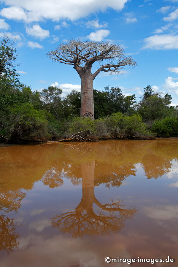 Baobab
Madagaskar
Schlüsselwörter: Affenbrotbaum, Sukkulent, Savanne, heilig, rätselhaft, Vergangenheit, Gedächtnis, überleben, Relikt, Seltenheit, eindrucksvoll, Heirat, verbunden, Bund, Naturwunder,
