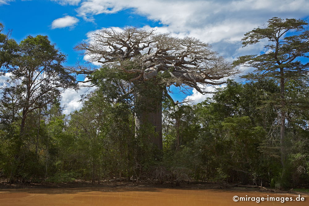 Baobab
Toliara
Schlüsselwörter: alt, Symbol, uralt, Natur, endemisch, Sehenswürdigkeit, Tourismus, Tourist, Urwald, Magie, trees1, Geheimnis, selten, Festigkeit, Wildnis, Alter, Himmel, wachsen, Wachstum, altern, majestätisch, Baum, Bäume, Wasserspeicher, Zeit, Affenbrotbaum, Sukkule