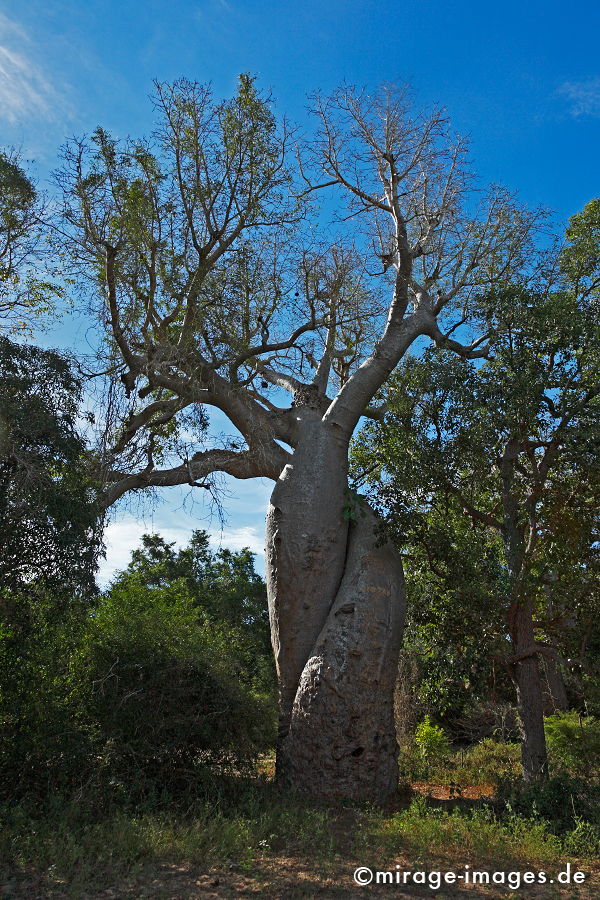 Les Amoureux
2 engumschlungene Baobabbäume - Adansonia rubrostipa
Schlüsselwörter: Liebe, Liebende, alt, Symbol, uralt, Natur, endemisch, Sehenswürdigkeit, Tourismus, Tourist, Urwald, Magie, magic, Geheimnis, selten, Naturwunder, Zärtlichkeit, Festigkeit, Wildnis, Berührung, Alter, Himmel, love1, Wachstum,