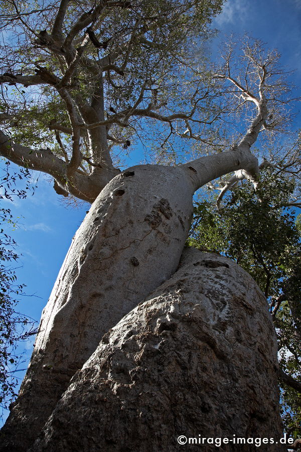 Les Amoureux
Toliara
Schlüsselwörter: trees1, alt, Symbol, uralt, Natur, endemisch, Sehenswürdigkeit, Tourismus, Tourist, Urwald, Magie, magic, Geheimnis, selten, Festigkeit, Wildnis, Alter, Himmel, wachsen, Wachstum, altern, majestätisch, Baum, Bäume, Wasserspeicher, Zeit, Affenbrotbaum,