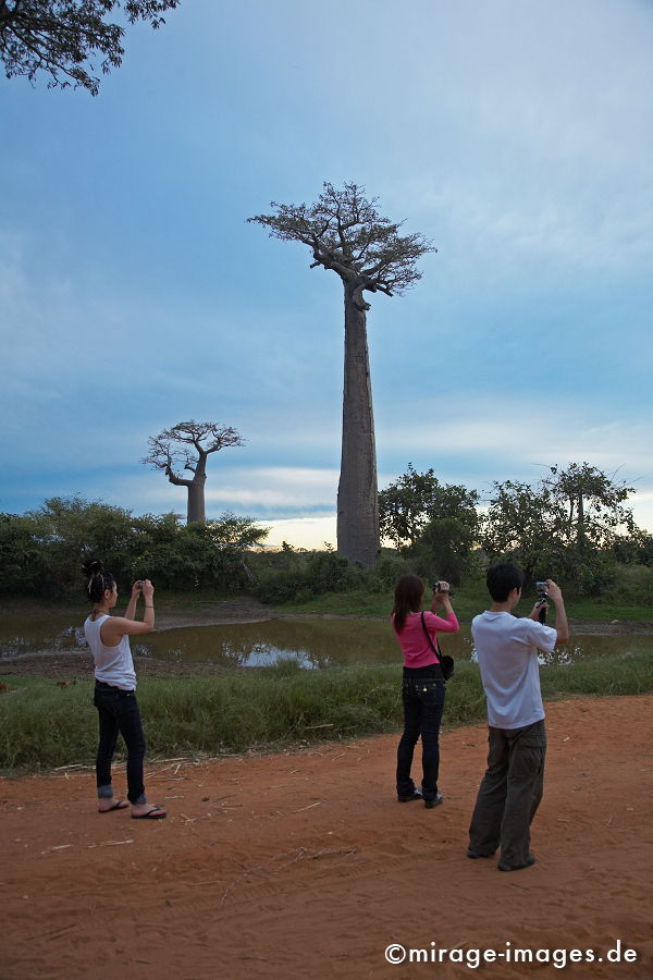 Tourists
Avenue de Baobab Morondrave
Schlüsselwörter: mixed1, Afrika, afrikanisch, Insel, exotisch, tropisch, Armut, Tropen, 3. Welt, Niedriglohn, Indischer Ozean, achte Kontinent, Gewürzinsel, Entwicklungsland, Naturwunder, französisch, Frankreich, Kolonialismus, Kolonie, Artenreichtum, Artenvielfalt,