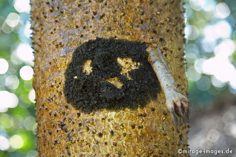 Voodoo
L´ile aux Nattes
Schlüsselwörter: Baum, Hand, merkwürdig, Afrika, afrikanisch, Insel, exotisch, tropisch, Armut, Tropen, 3. Welt, Niedriglohn, Indischer Ozean, achte Kontinent, Gewürzinsel, Entwicklungsland, Naturwunder, französisch, Frankreich, Kolonialismus, Kolonie, Artenreichtum,