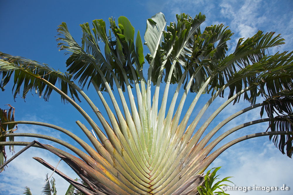 Baum der Reisenden
L�ile Saint Marie Nosy Boraha
Schlüsselwörter: trees1