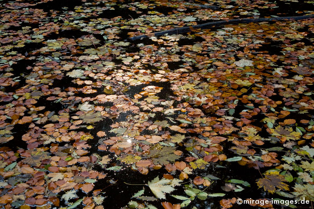 Autumn Leaves
Freiburg
Schlüsselwörter: autumn1, Blätter, Wasser. fliessen, Laub,