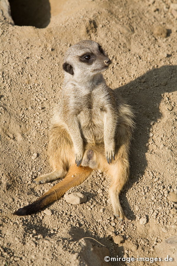 Erdmännchen
