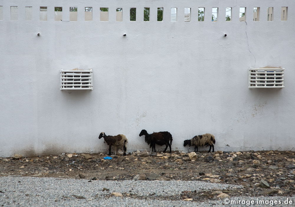 Dreisamkeit
Quantab
Schlüsselwörter: Schafe, Tiere, Angst, traurig, Trauer, verloren, einsam, nachdenklich, unwirtlich, Wolle, urban, 