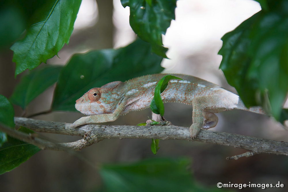 chameleon
Le Jardin d'Eden 
Schlüsselwörter: Tier, Reptilien, Imitation, imitieren, Augen, Farbwechsel, Tarnung, Mimese, Thanatose, Säugetier, Säuger, Anpassung, anpassen, Mythologie, Reunion1