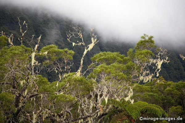 Rainforest
Forét de Bébour
Schlüsselwörter: Regenwald, grün, üppig, Wald, Farn, mystisch, Märchen, fruchtbar, Fruchtbarkeit, gesund, feucht, nass, Diversifikation, Biologie, zerbrechlich, empfindlich, idyllisch, Leben, Harmonie, weich, Stille, Moos, Moder, Wildnis, wuchern, feucht, Baum, Urwald,