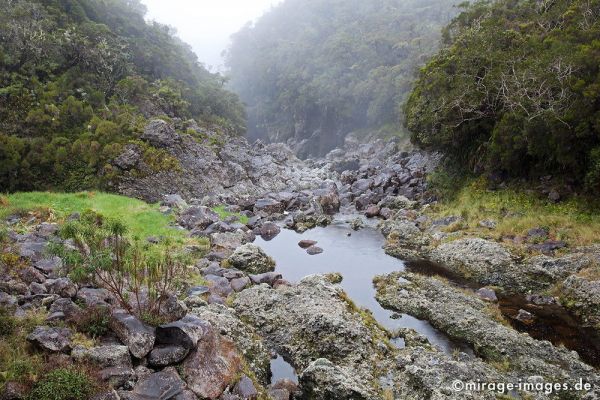 Ravine
Forét de Bébour
Schlüsselwörter: Regenwald, grün, üppig, Wald, Farn, mystisch, Märchen, fruchtbar, Fruchtbarkeit, gesund, feucht, nass, Diversifikation, Biologie, zerbrechlich, empfindlich, idyllisch, Leben, Harmonie, weich, Stille, Moos, Moder, Wildnis, wuchern, feucht, Wasser