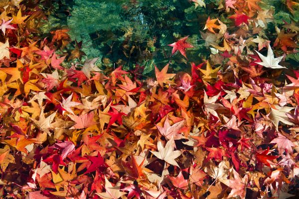 Autumn leaves
Lausanne 
Schlüsselwörter: Herbst Herbstfarben Bl�tter rot gr�n farbig leuchtend warm Wasser Brunnen Oberfläche schwimmen Pflanze Botanik Flora filigran Schönheit Natur prachtvoll frisch Frische sauber rein pur verwelkt Laub stimmungsvoll