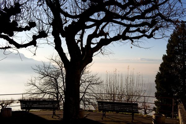Aussicht
Montreux Glion
Schlüsselwörter: Bäume, alt, Romantik, romantisch, Sonne, Schönheit, Natur, Himmel, blau, draussen, Bank, ausruhen, Rast, Ruhe, Park, grandios, traumhaft, Blick, Aussicht, Nebel, Dunst, abend, Bänke, Bank, sitzen, Harmonie, 