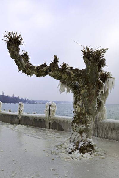 The Direction
Lac Léman Versoix
Schlüsselwörter: Eis vereist arktisch Winter Kälte weiss sibirisch Frost Ereignis Skulptur Verhüllung Wetter malerisch pittoresk skurill bizarr surrealistisch selten Attraktion Zuckerguss Baum Stillstand Ruhe friedlich Schönheit Wetterphänomen Magie Zauber magisch