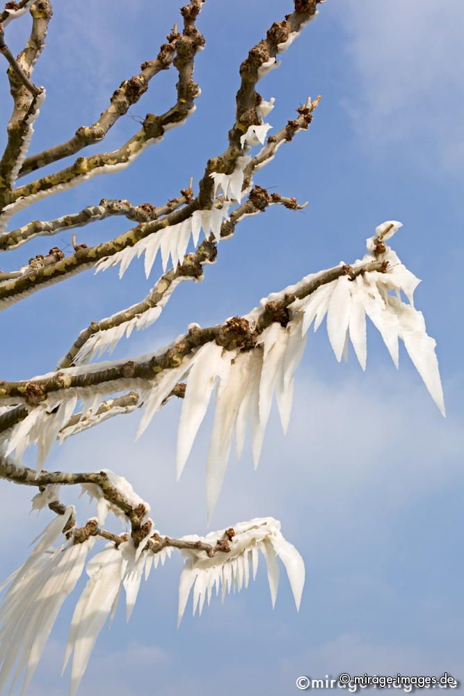 Cold Flowers
Versoix Lac Léman
Schlüsselwörter: Eiskristalle Eis arktisch Winter Kälte Sonne kalt sibirisch Frost Ereignis Skulptur malerisch pittoresk skurill bizarr surrealistisch selten extrem zerbrechlich Baum Kunstwerk unbeweglich Stillstand Ruhe friedlich Schönheit Magie Zauber Kuriosum Wind