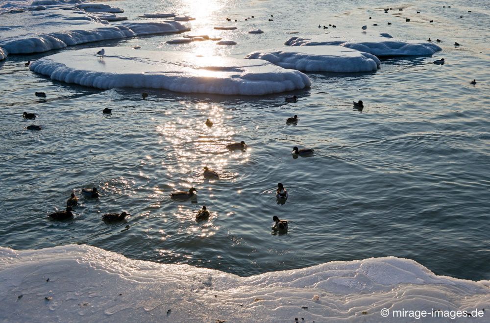 Tranquillité 
Lac de Neuchâtel 
Schlüsselwörter: eingefroren Eis Enten schwimmen friedlich Frost gefroren Gewässer Winter Kälte Magie magisch Pracht rauh extrem kalt Landschaft Natur romantisch Schönheit vereist stark Wasser Ufer See Winter Zauber Tiere Insel Ruhe friedlich Vögel überleben Abendson