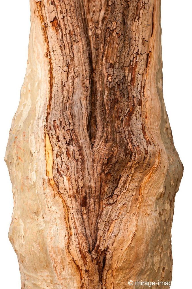 Torso
Provence-Alpes Gorges du Verdon
Schlüsselwörter: Assoziation Holz Torso weiblich Struktur freigestellt Maserung Textur Baum Stamm feminin Fantasie Rumpf Körper Anspielung 