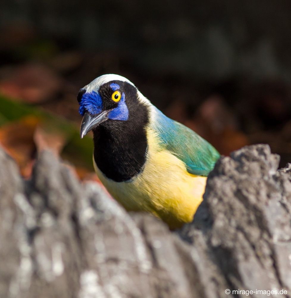 Exotic Bird
Kerzers
Schlüsselwörter: Vogel bunt exotisch Tropen