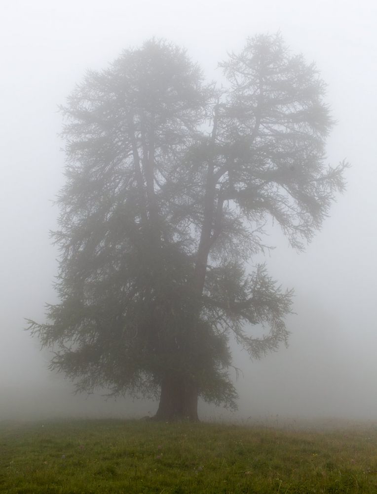 In the Fog
Val d´Anniviers
Schlüsselwörter: Holz, Baum, Nebel, Landschaft, Ruhe, Stille, Natur, Vegetation, feucht, Struktur, �ste, verzweigt, Co2, Klima, draussen, Botanik, botanisch, Ökologie, Umwelt, nat�rlich, naturnah, Sauerstoff, Krone, Vegetation, Boden, Magie, wachsen, Wachstum, malerisc