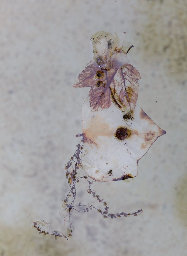 Disintegration
Lausanne
Schlüsselwörter: Blatt, Auflösung, Wasser, Brunnen, blass, zart, farblos, 