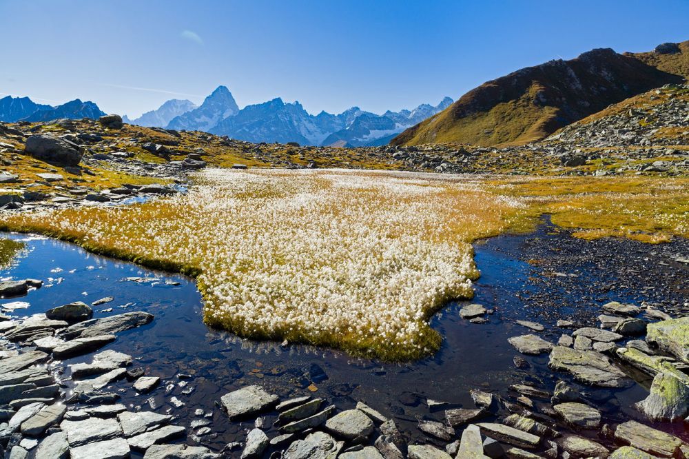 Cottongrass
Grand Saint-Bernard
Schlüsselwörter: weich, zart, Moor, Wattebausch, blühen, Blüte, majestätisch, Wildnis, rauh, rau, Felsen, Niemandsland, hochalpin, Natur, natürlich, urtümlich, Kulisse, sauber, romantisch, lebendig, unwegsam, Stille, ursprünglich, zerbrechlich, fragil, brüchig, sen