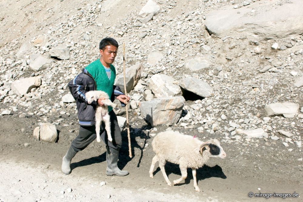 Shepherd
Sela Pass
