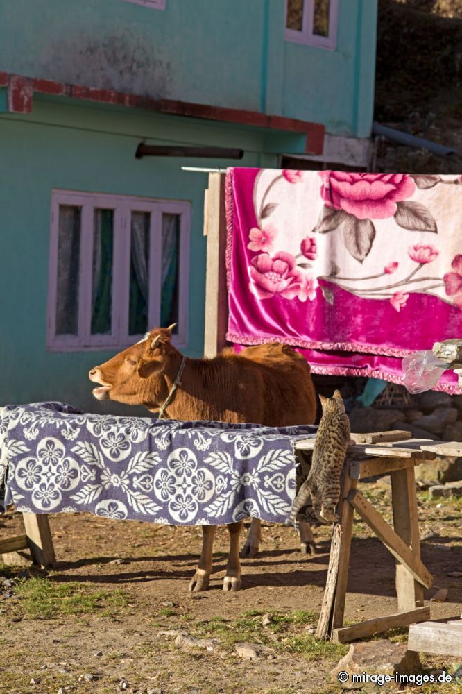 The Cat and the Cow
Tawang
