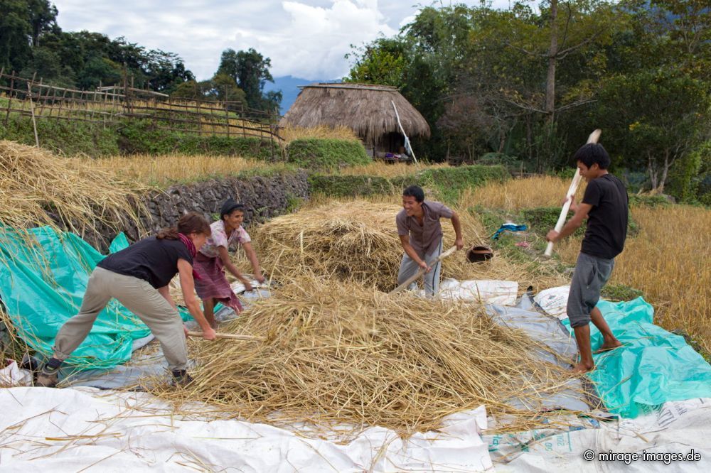 Rice threshing
Damro Upper Siang
Schlüsselwörter: Ernährung Reis Grundnahrungsmittel dreschen Ernte