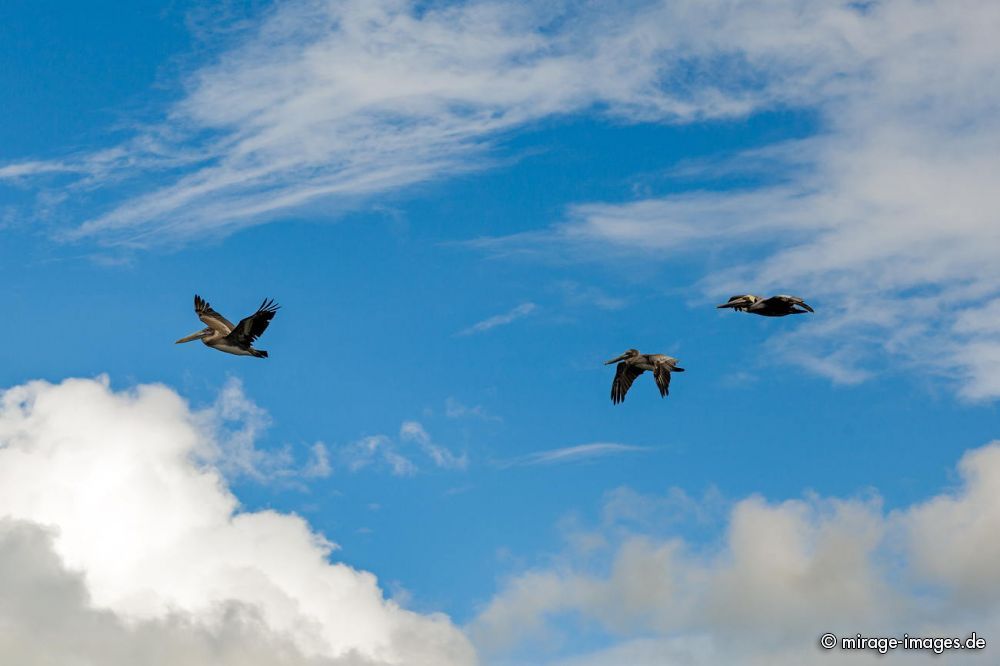 Flying Pelicans
Schlüsselwörter: Wasservogel, Hautsack, Schnabel, majestätisch, Symbol, Wappentier, Himmel, fliegen, animals1,