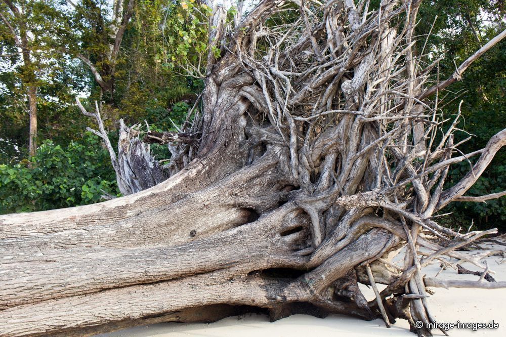 Tsunami remains
Havelock Island
Schlüsselwörter: trees1