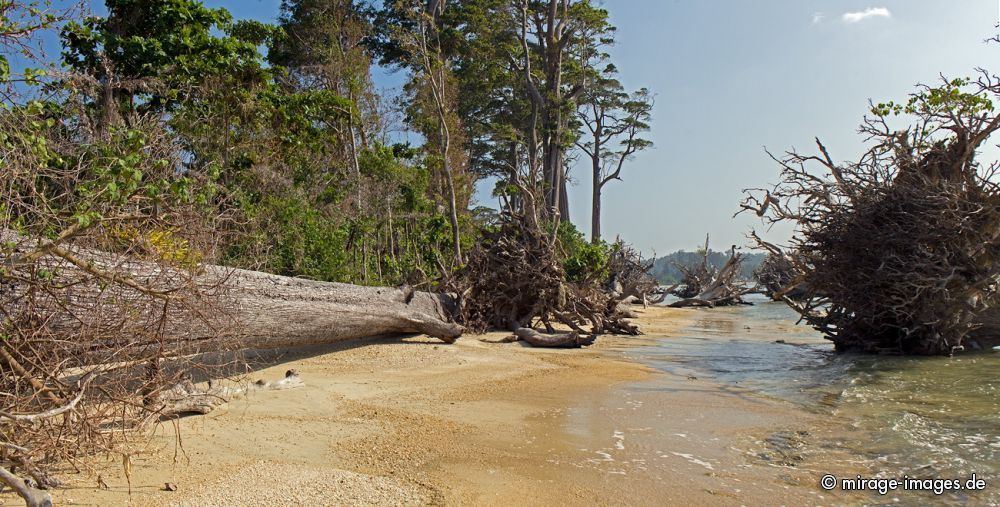 Wandoor Beach
Schlüsselwörter: Insel Strand Sonne Meer Erholung Natur Wärme Sand Tourismus Traum romantisch arm tropisch