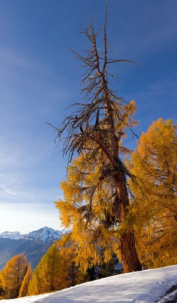 Les m�l�zes de Balavaux
Nendaz
Schlüsselwörter: Herbst Herbstfarben Landschaft farbig leuchtend warm gold braun Berge Wiese Baum Natur natürlich urtümlich Kulisse sauber romantisch Stille ursprünglich Frieden Magie Seele Schönheit Entfernung Sonne sonnig abend Nadelbäume atemberaubend faszinieren