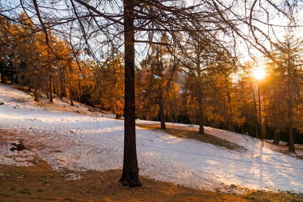 Les m�l�zes de Balavaux
Nendaz
Schlüsselwörter: Herbst Herbstfarben Landschaft farbig leuchtend warm gold braun Berge Wiese Baum Natur natürlich urtümlich Kulisse sauber romantisch Stille ursprünglich Frieden Magie Seele Schönheit Entfernung Sonne sonnig abend Nadelbäume atemberaubend faszinieren