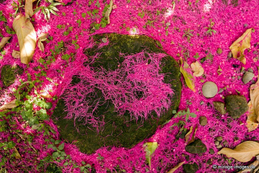 Carpet of Flowers
Wotton Waven
Schlüsselwörter: Natur, dekorativ, Pink, Schönheit, warm, natureart1, flowers1,