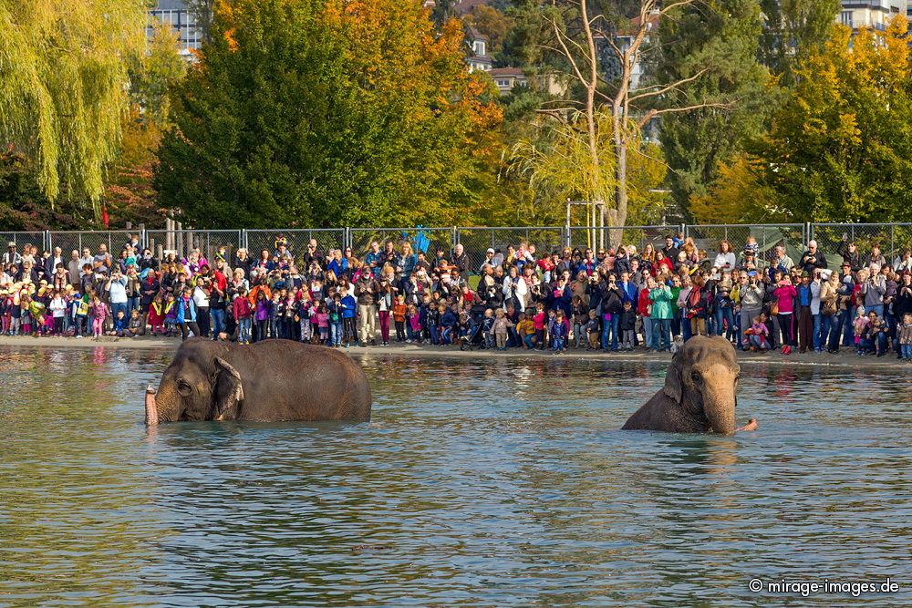 Elephants last bath from Circus Knie in the lake Lman
Lausanne
