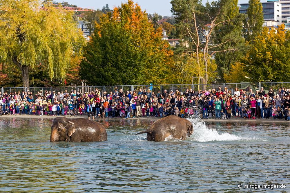 Elephants last bath from Circus Knie in the lake Lman
