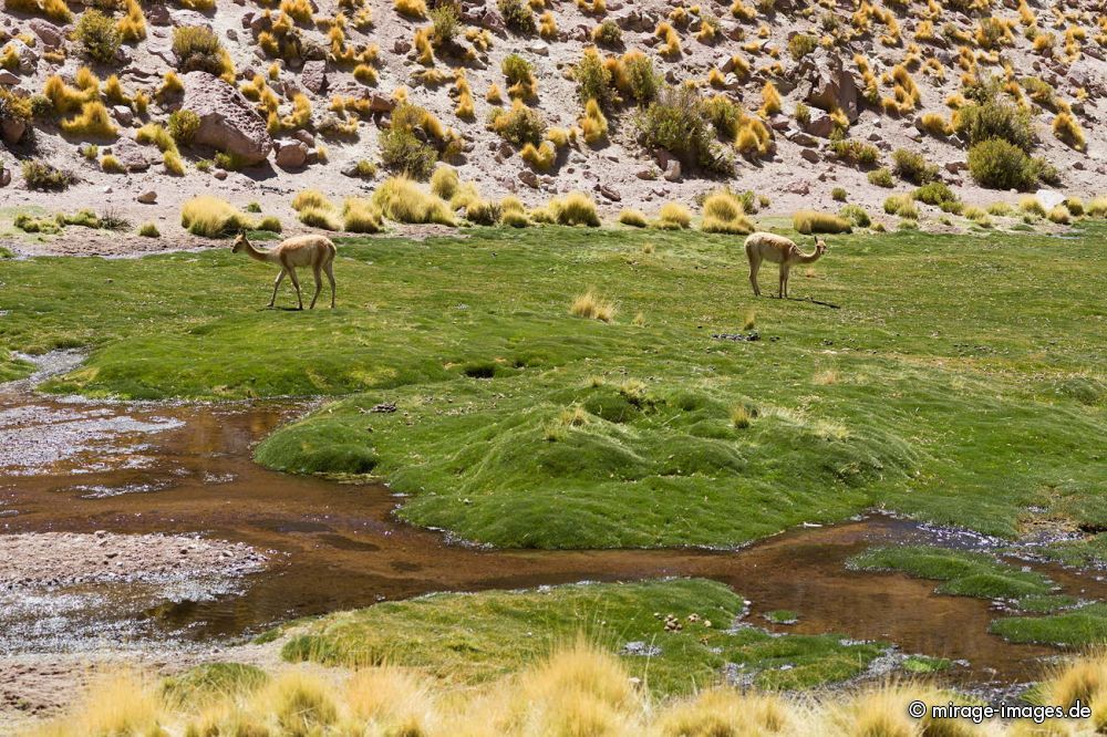 Guanakos at Rio Grande
Schlüsselwörter: Säugetiere wild Kamel Fell hellbraun Grasland Lama Alpaka Jungtier Lama guanicoe Huanako Salar Gras frei scheu Wüste trocken Trockenheit Fluss grün Wasser Leben saftig Wiese