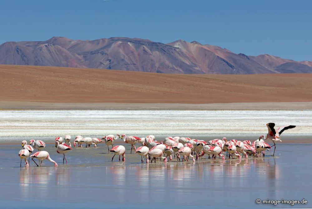 Flamingos
