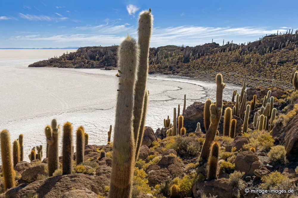 Cactus
 Isla Incahuasi  - Uyuni
Schlüsselwörter: plants1