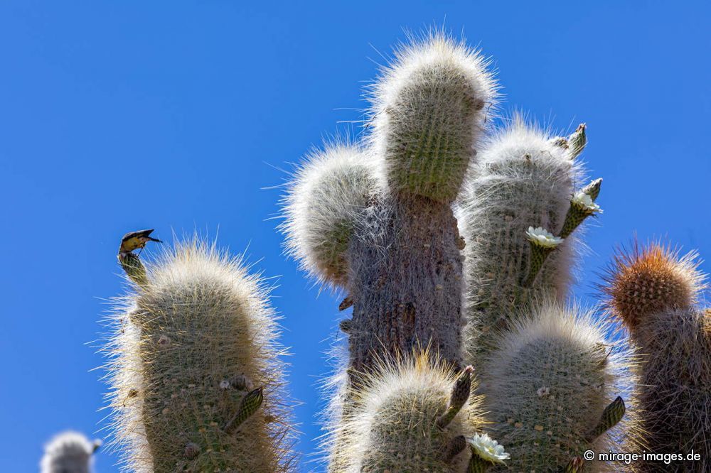 Cactus Flower
 Isla Incahuasi  - Uyuni
Schlüsselwörter: plants1
