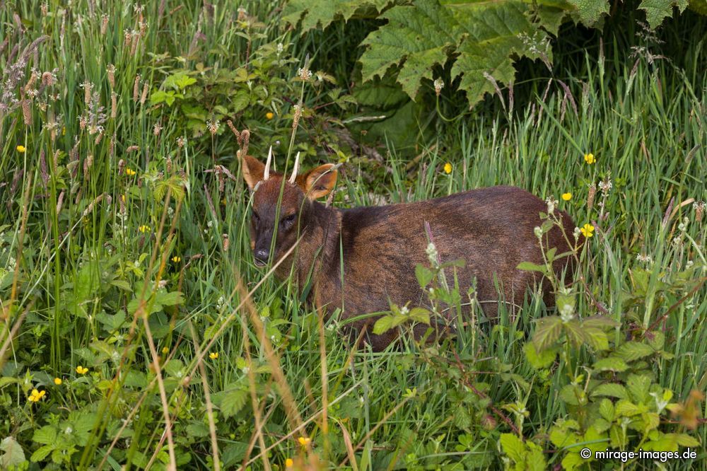 Pudu
Chiloé
